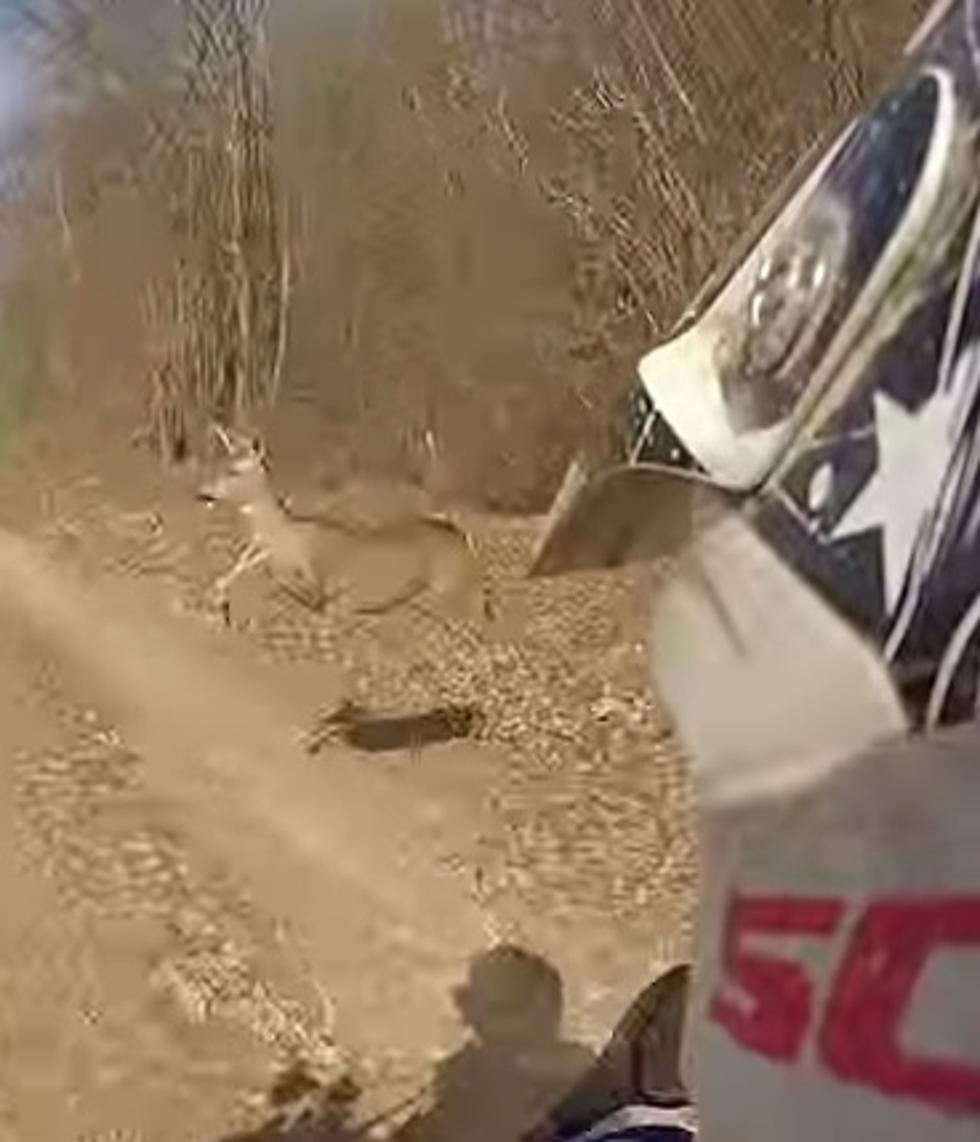 [Video] Crazy Deer Accident Caught On Video