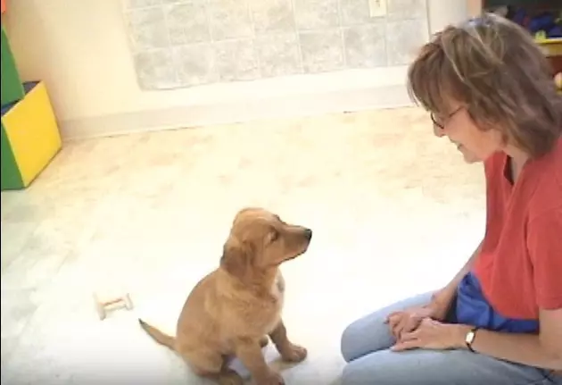 [Video] Failed Service Dog Becomes A World Wide Inspiration