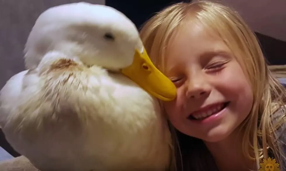[Video] WARNING – Cuteness Overload – Just A Girl & Her Duck