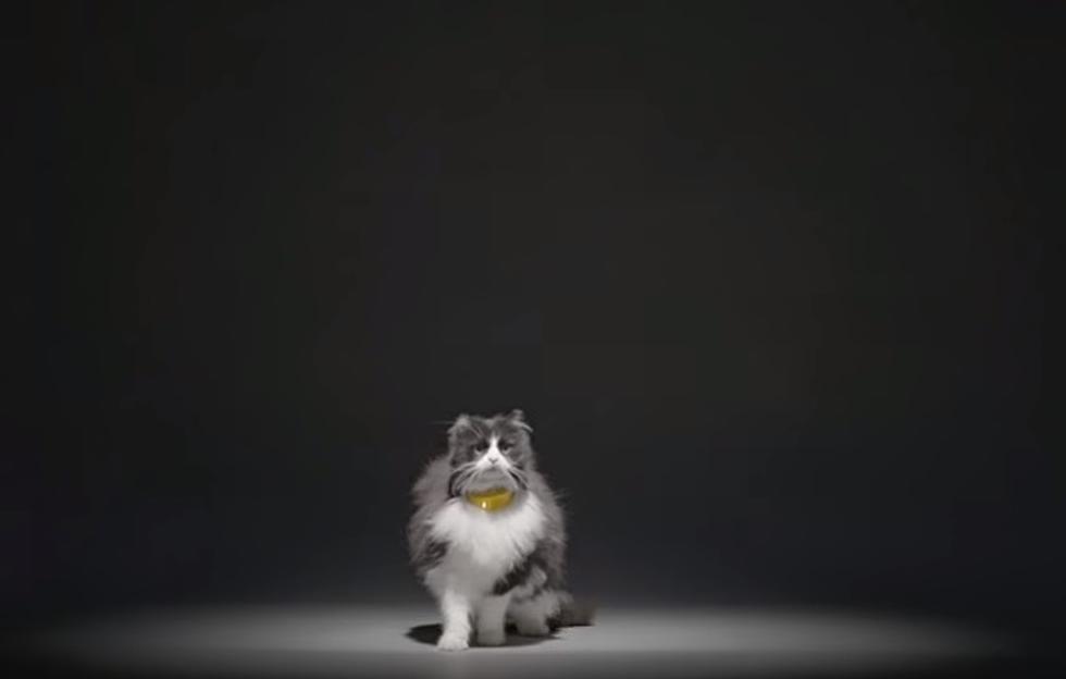 [Video] New Collar For Cats That Speaks Human?