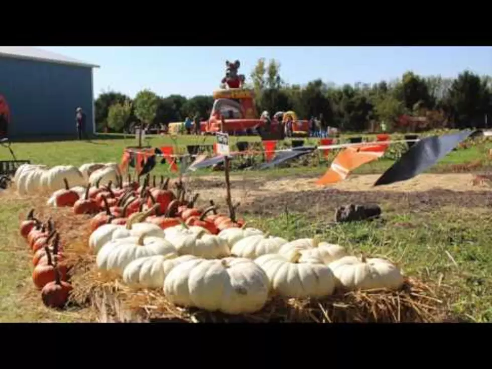 Fall Fun at Pumpkin Paradise [Photos & Video]
