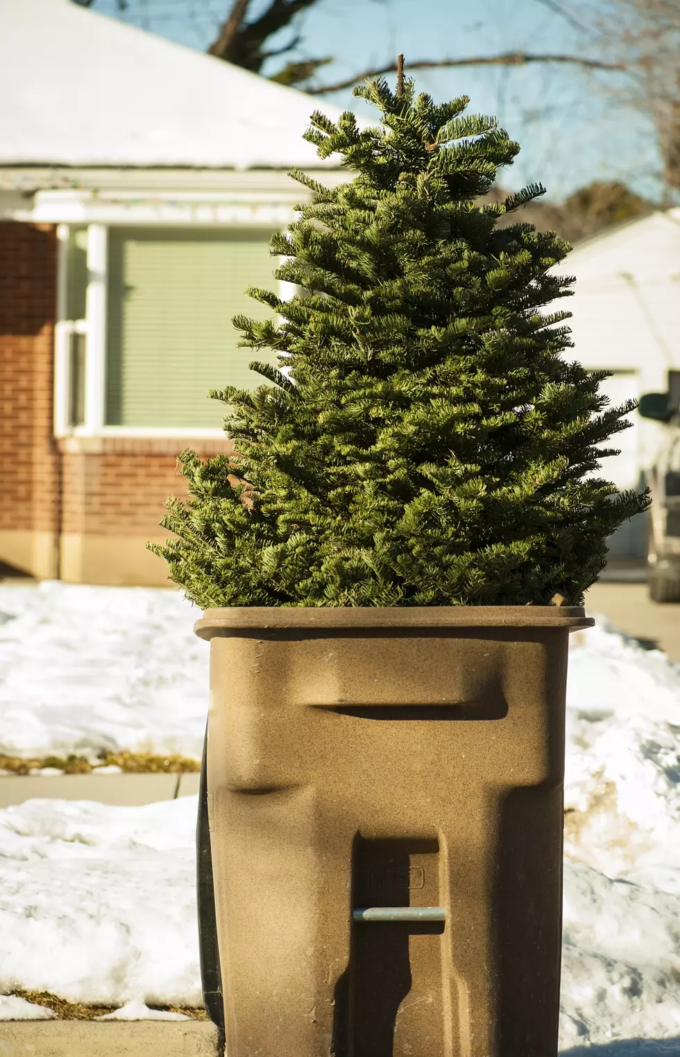 Woman Returns Dead Christmas Tree 10 Days After Christmas