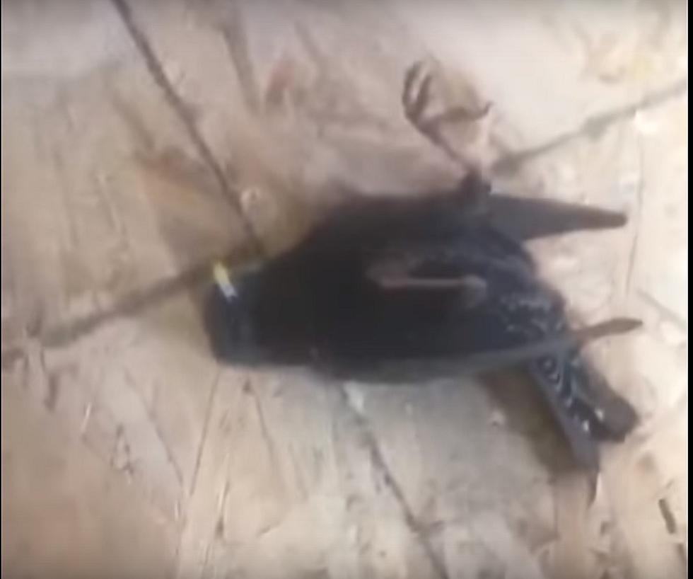 This Poor Bird Is Having A Worse Day Than You Are