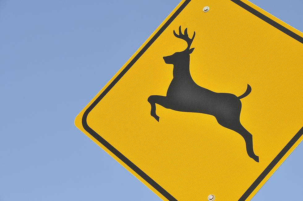 Iowa Ranks Near The Top In Car Vs. Deer Accidents