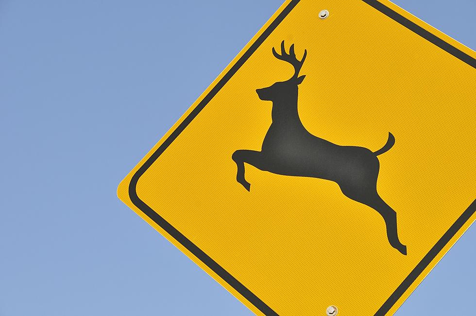 The Biggest Hazard For Motorists Isn&#8217;t The Weather&#8230;It&#8217;s Deer