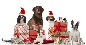 An Apology Note To All Pets During The Holidays
