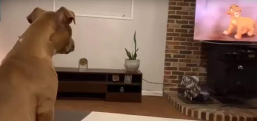 Sweet Dog Cries When Mufasa Died [Watch]