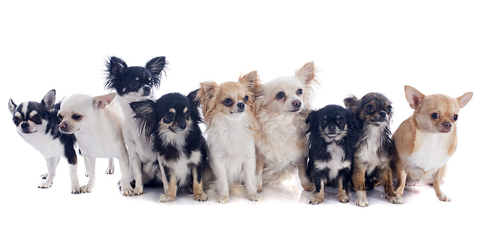 Iowa Bride Trades In Bouquets For Puppies On Wedding Day