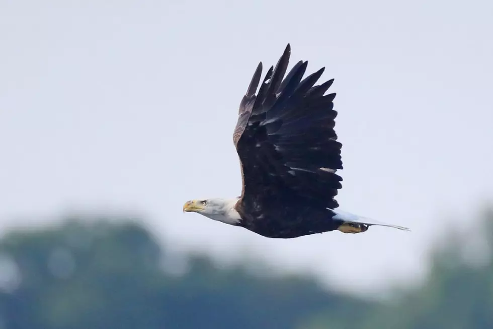 Survey Reveals Surge In Iowa Bald Eagle Population