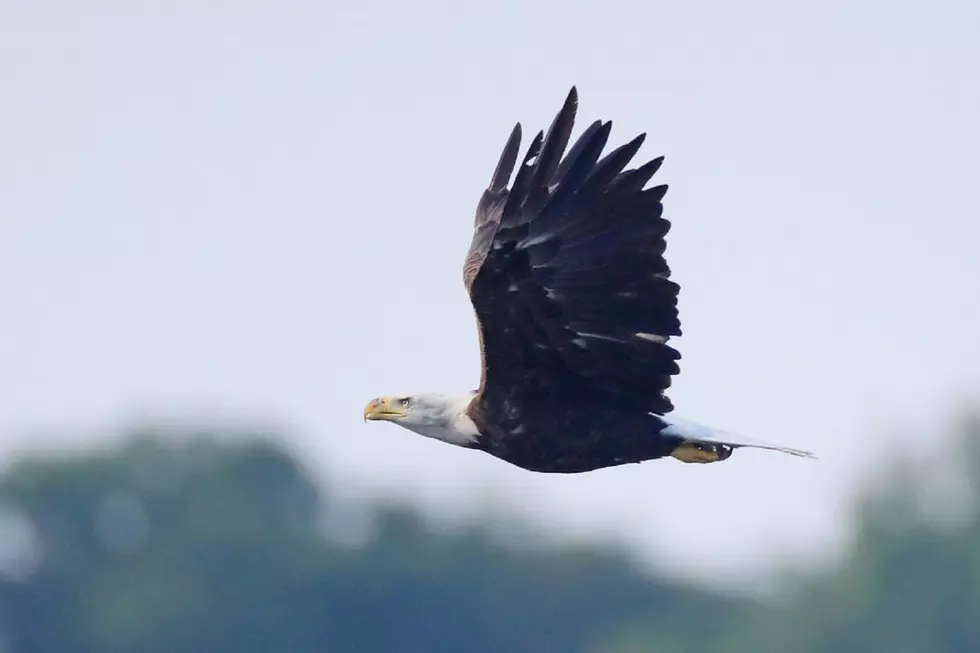 NE Iowa Bald Eagle Family is Growing and You Can Watch