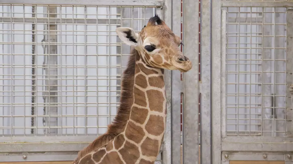 Meet Iowa’s Newest Giraffe!