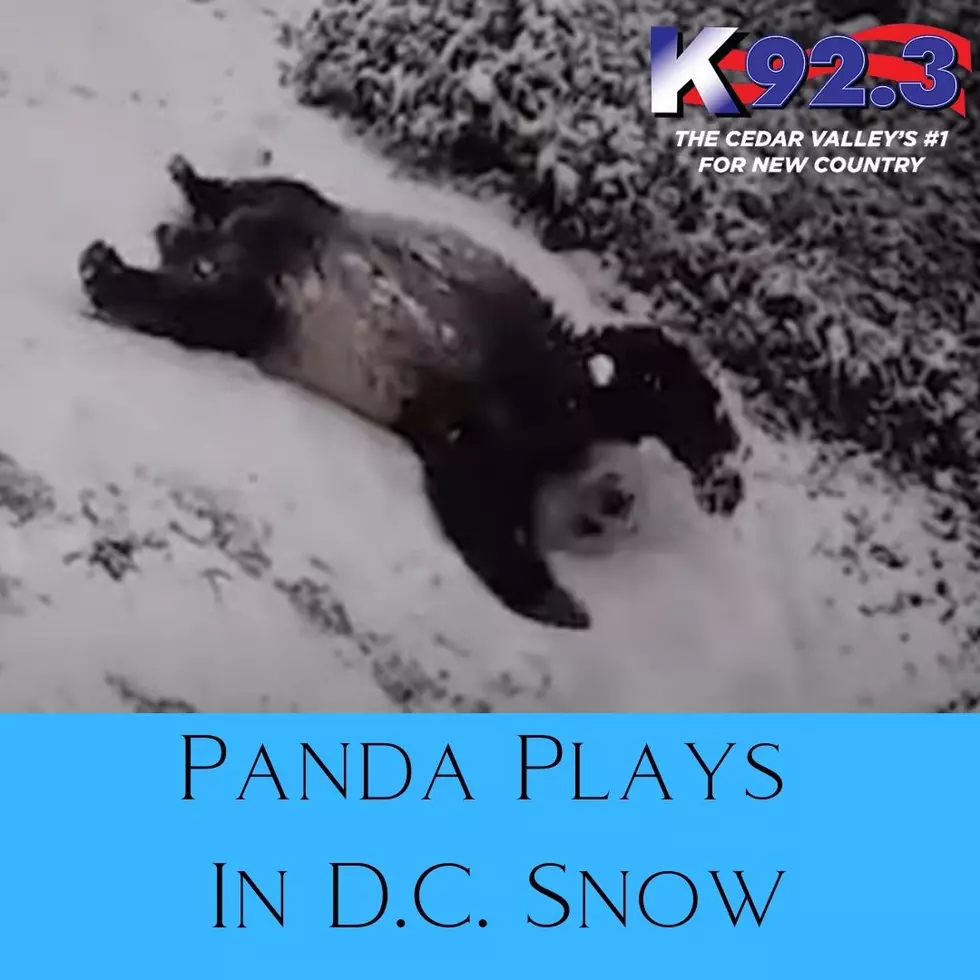 These Pandas Playing Around In D.C. Snow Will Melt Your Heart