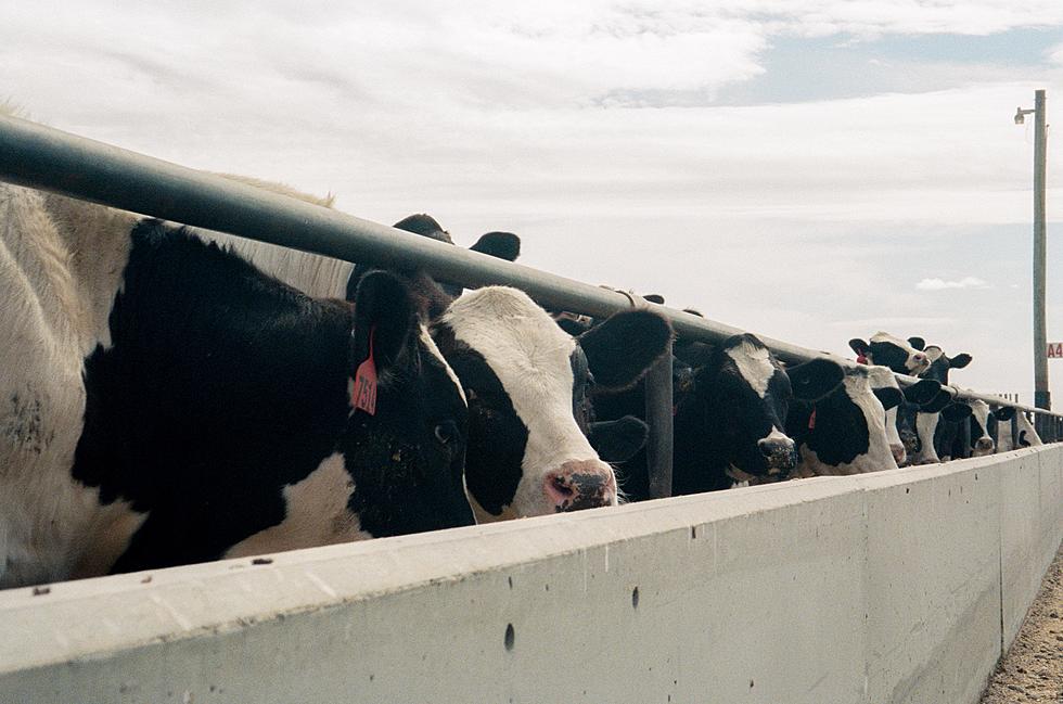 Groups Urge EPA to Regulate Large Livestock Farms