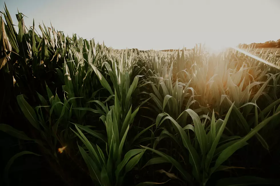 Last Year’s Derecho Still on the Mind of Iowa Farmers