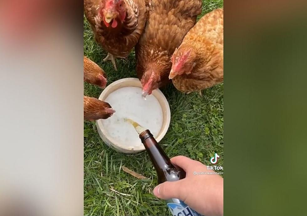 [Watch] Drink Up! Apparently Chickens Like Busch Light Too