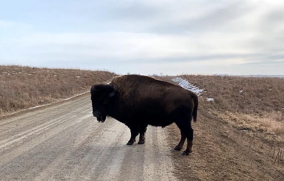 Iowa Driver Shares Video of One of the Weirdest Traffic Jams Ever