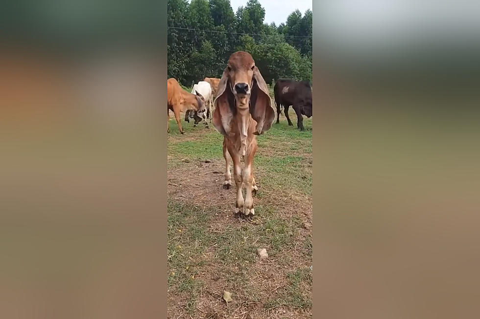 Video Shows a Calf with Dumbo Ears That Has Taken Over TikTok