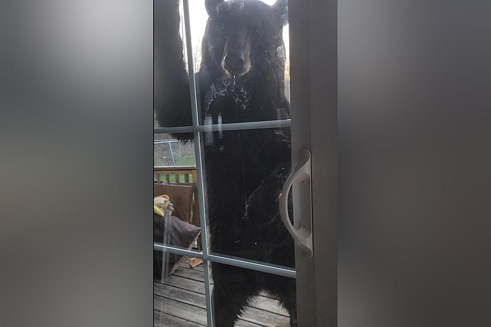 Midwestern Family Shares Video of Bear Begging at their Back Door