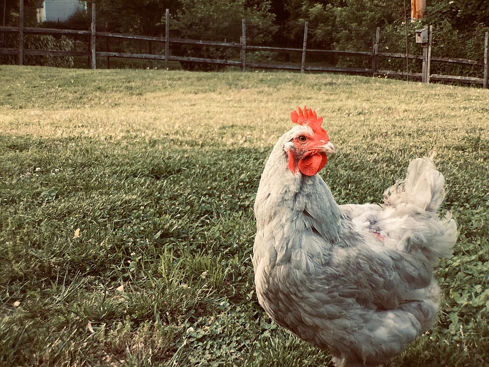 Salmonella Linked to Backyard Chickens Causing Sicknesses in Iowa