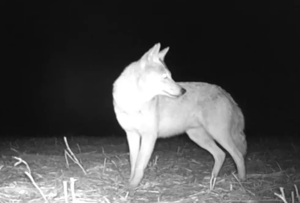 Watch All the Wildlife that Walked Past Iowa Trail Cameras