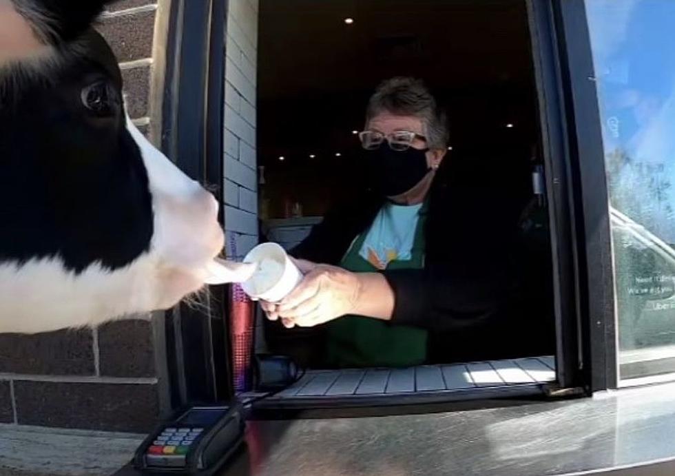 WATCH: Eastern Iowa Cow Drops By Starbucks