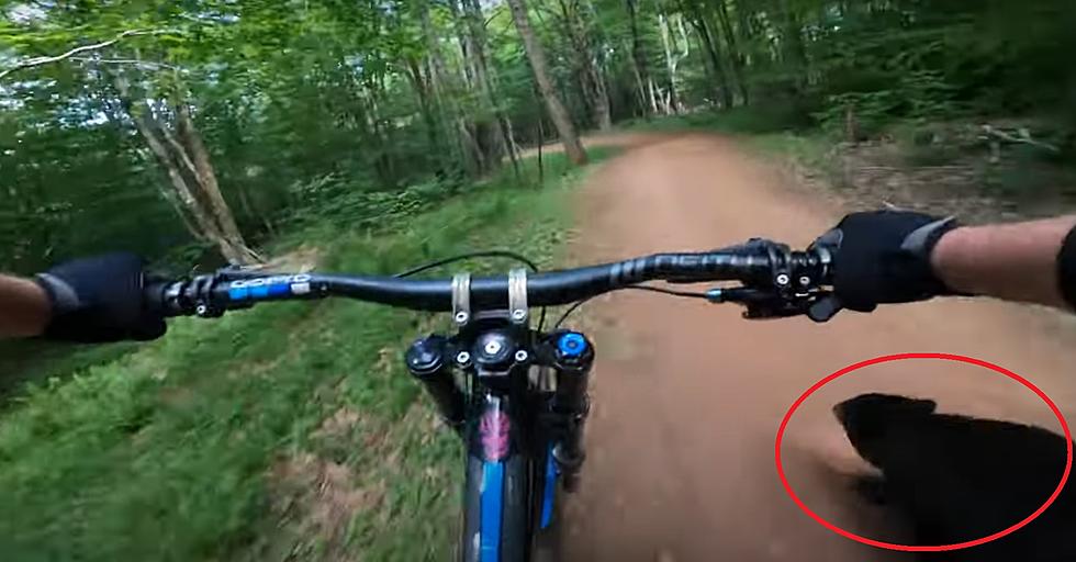 Watch a Mountain Biker Come THIS Close to a Bear Cub on a Trail