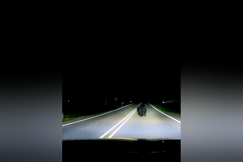 Driver Shares Video of Black Bear in Northeast Iowa