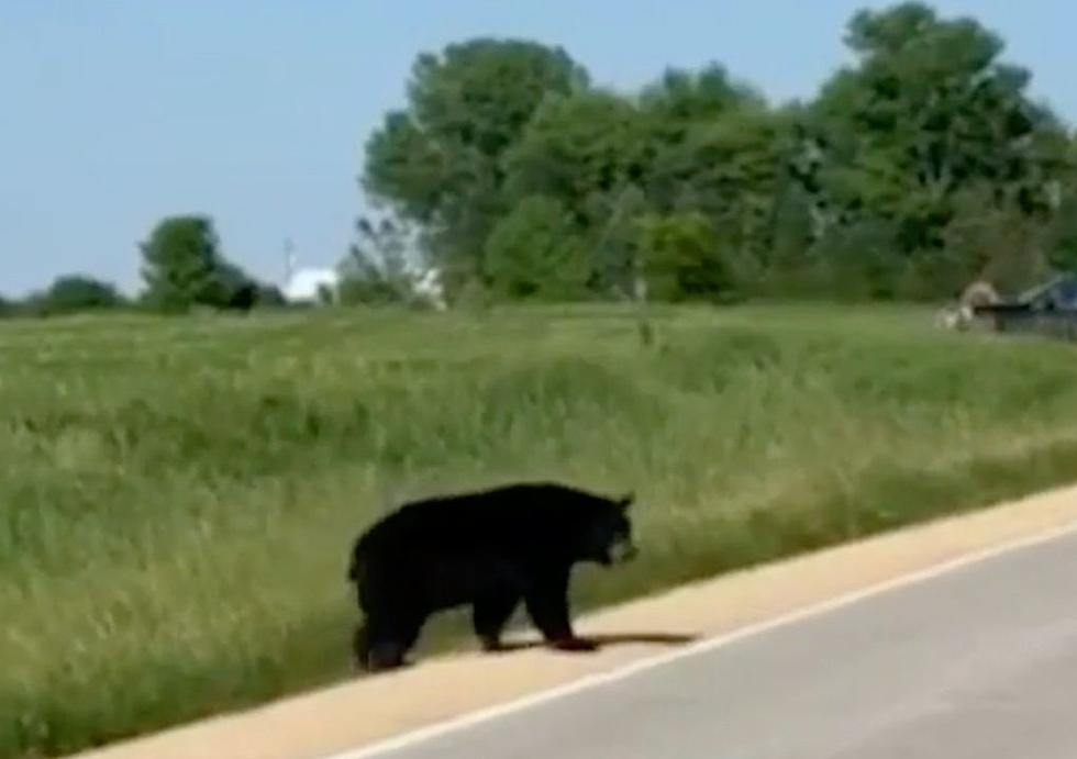 Viral Bear That Traveled Through Midwest & Stopped in Iowa Dies