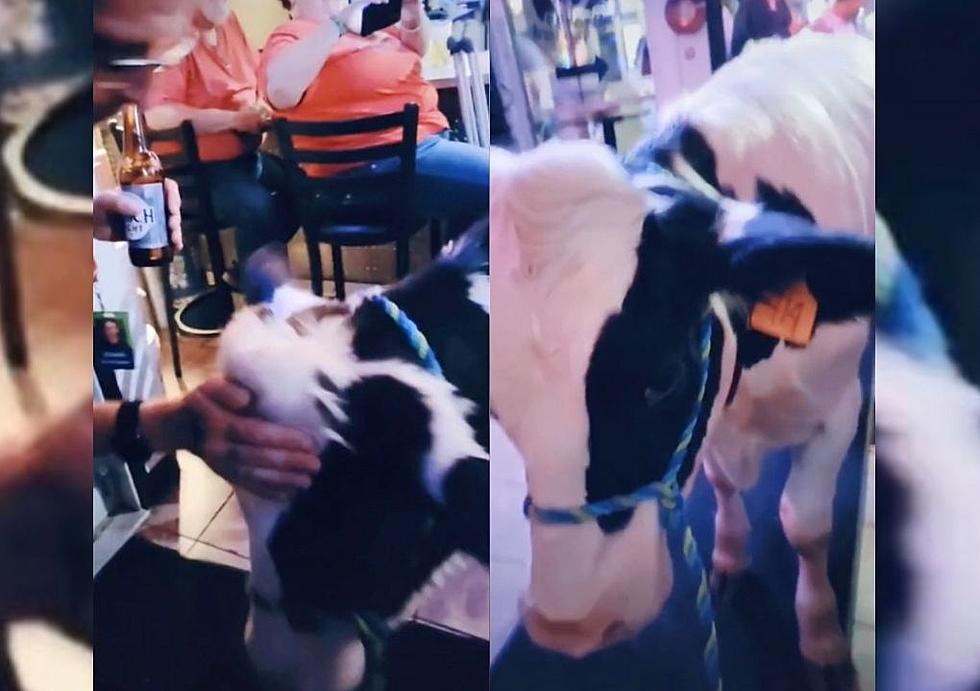 Gucci the Cow Drops By Waterloo Dive Bar