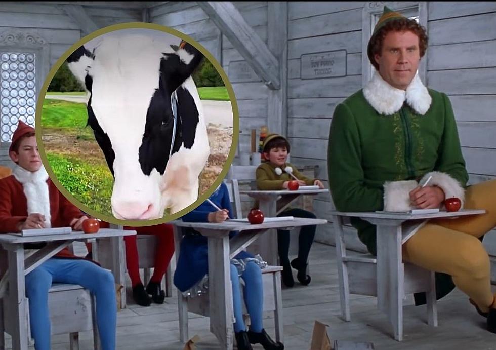 Internet Famous Cow Meets Buddy the Elf In Cedar Falls