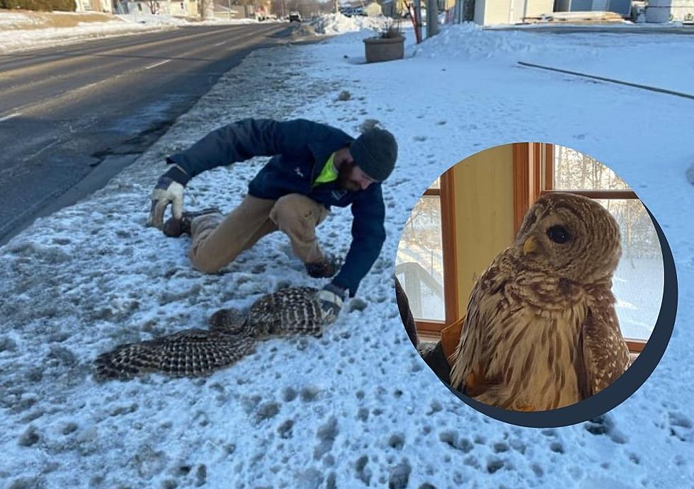 Owl Rescued On Main Street Cedar Falls By Local Do-Gooder