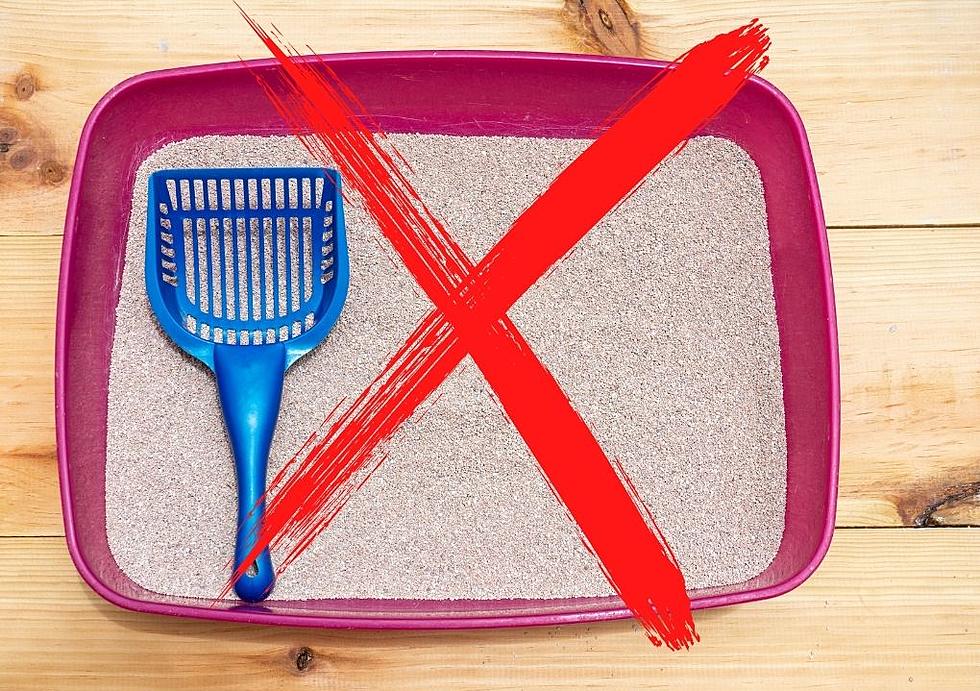 No, Iowa Schools Are Not Putting Litter Boxes In Bathrooms
