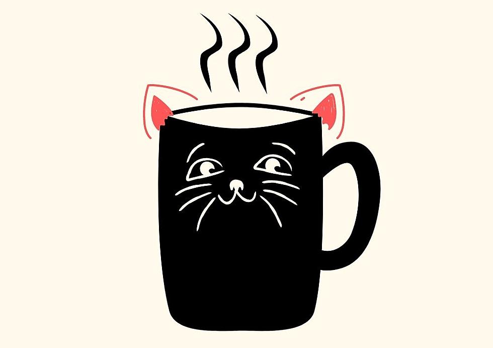 Iowans Can Now Hang With Cats While Sipping Coffee