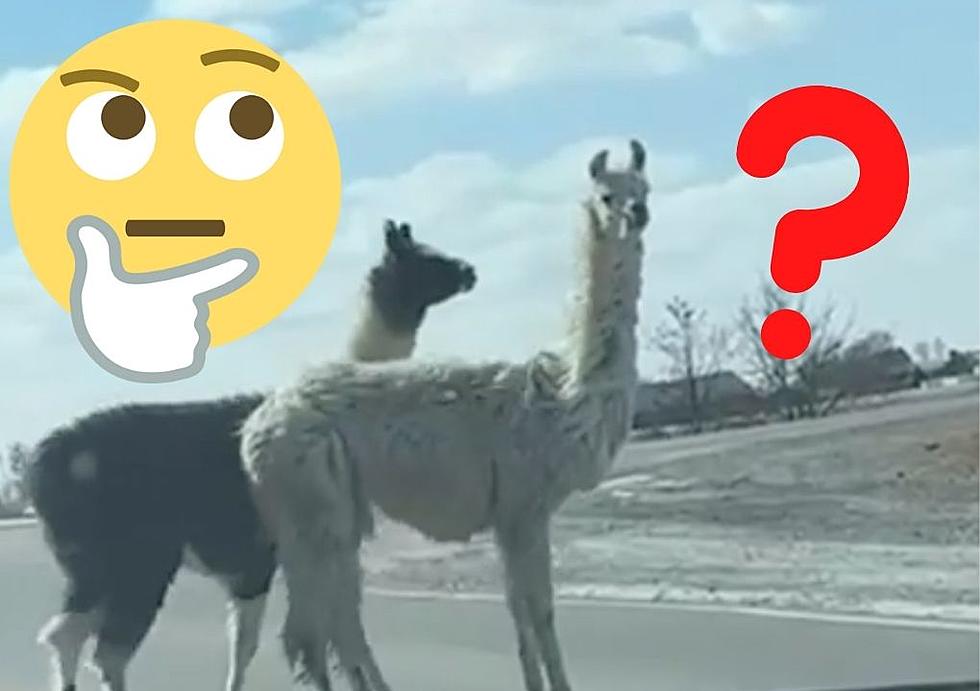[WATCH] Save Some Gas, Ride A Llama In Eastern Iowa