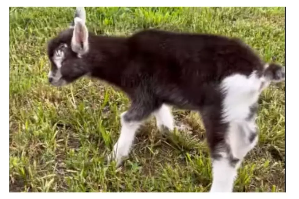 Adorable Two Week Old Midwestern Goat Was Born Without Eyes