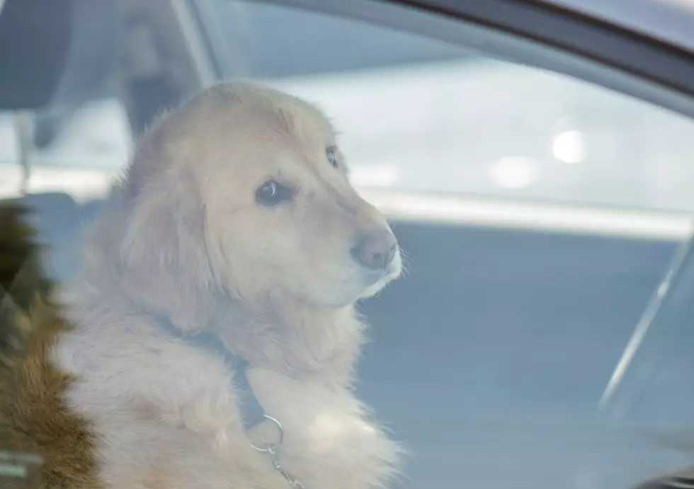 Can You Break A Window To Save A Dog In A Hot Car In Iowa?