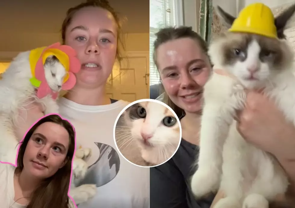 How One Midwest Woman Went From Cat Owner To Internet Star