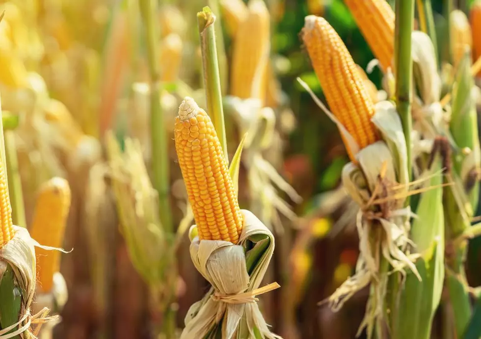 Sweet Corn Is Now On Sale In Eastern Iowa