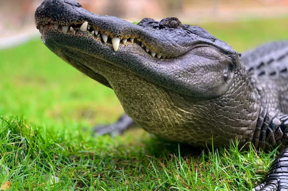 Midwestern Alligator Takes a Stroll Around the City Streets