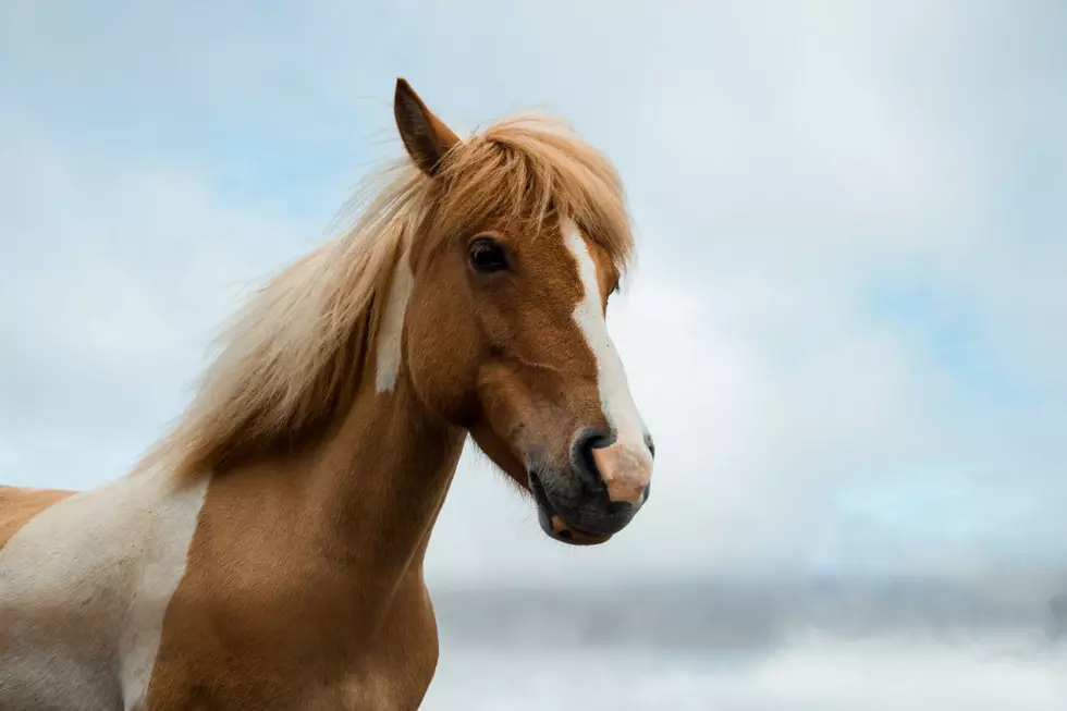 A Horse Named Toad, Iowans Share Their Strange Pet Names