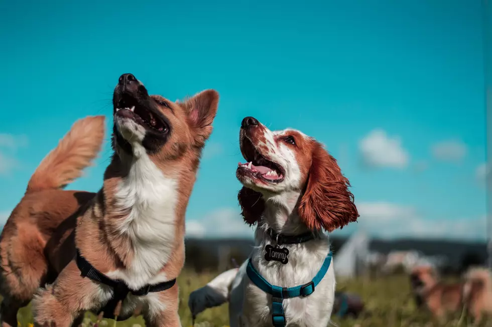 Cedar Bend Humane Society Hosts “Furry 5K” In Cedar Falls