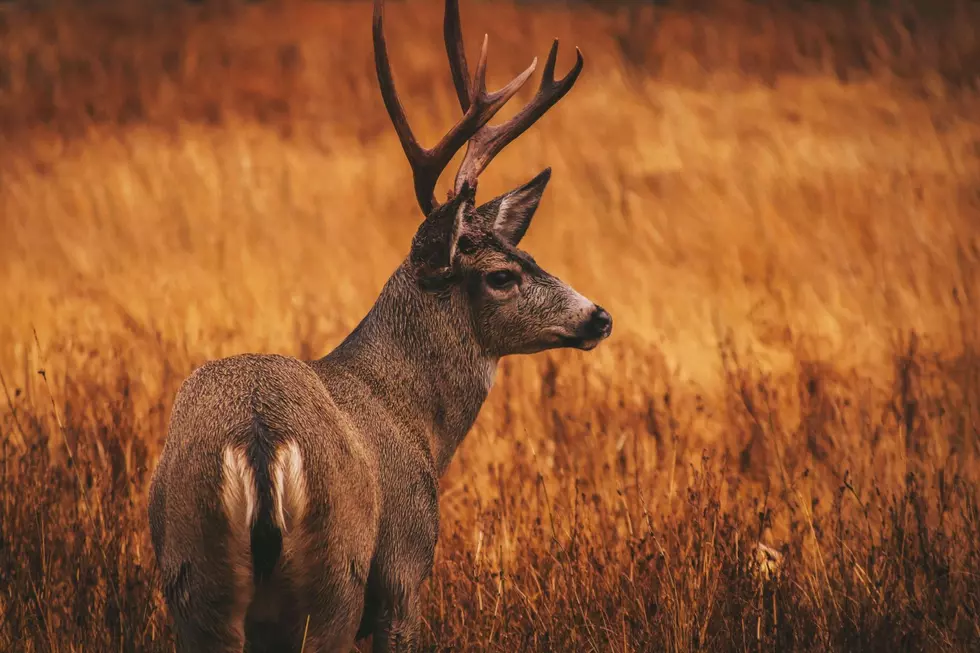 You Can Legally Bring Home A Deer Hit With A Car in Iowa