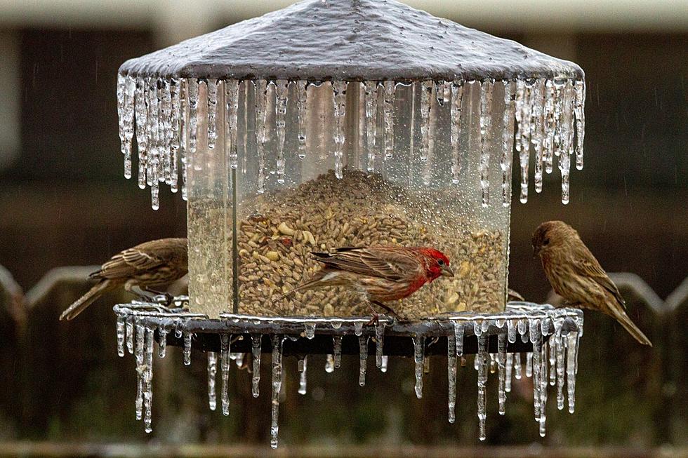 What Are The Most Common Birds Found In Iowa Backyards? [PHOTOS]