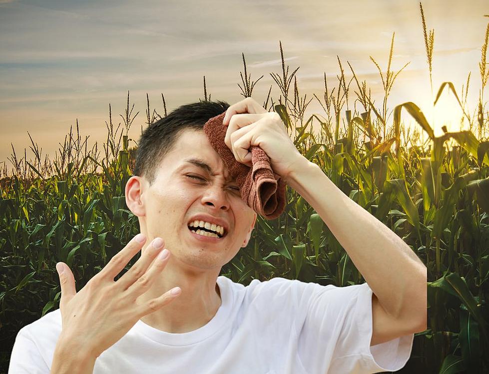 Cases of “Corn Sweat” Could Be On the Rise This Summer