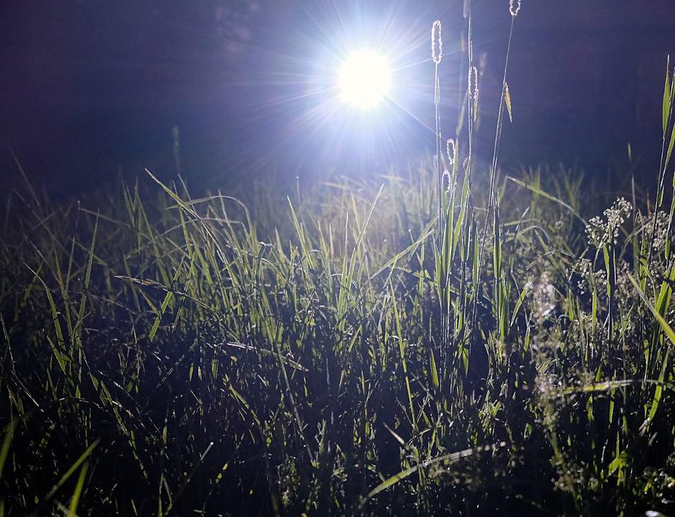 Iowa Mushroom Hunter Stumbles Upon Mysterious Dead Body