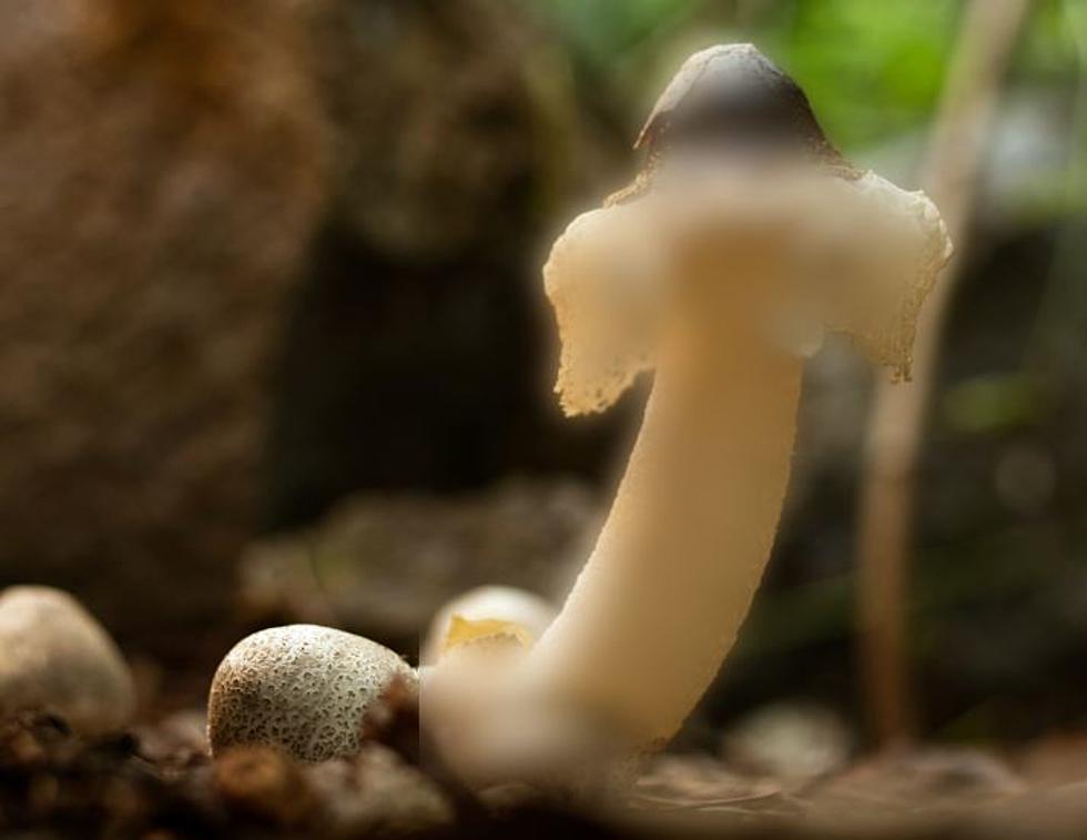 This Stinky Iowa Mushroom Will Make You Blush [PHOTOS]
