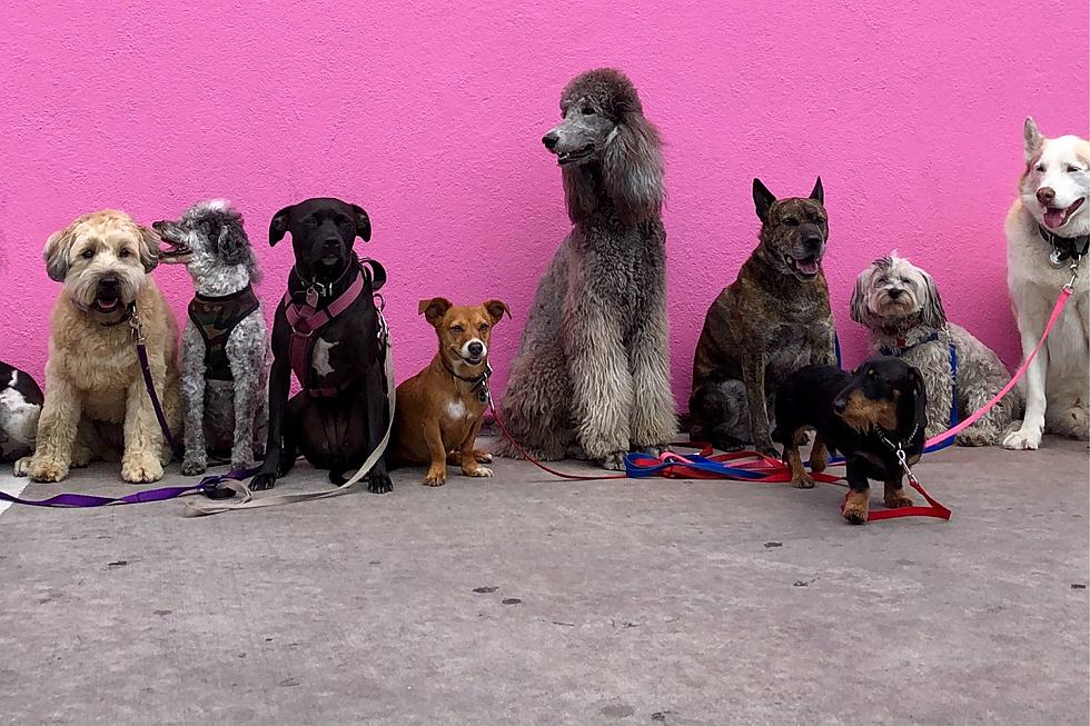 39 Dogs Removed From Eastern Iowa Rescue Shelter