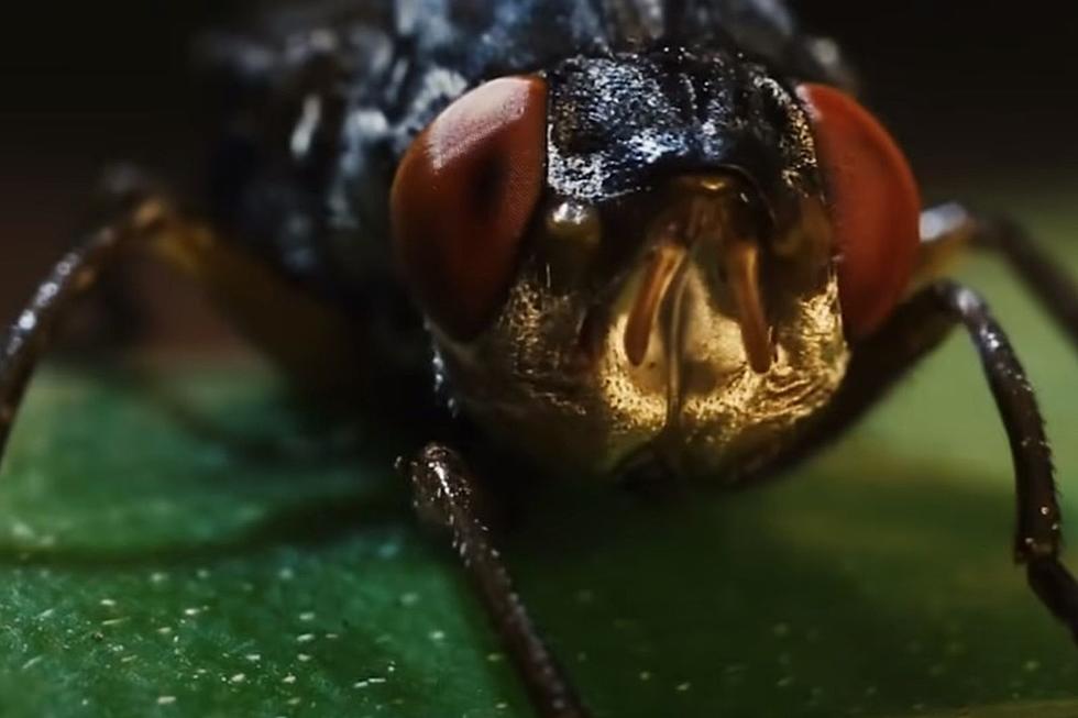 It Looks Like a Bumble Bee But This Iowa Bug is a Disgusting Parasite