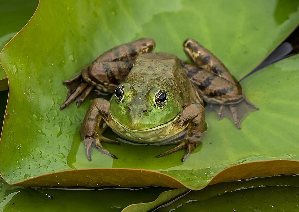 Extremely Rare Amphibian Spotted In Eastern Iowa [PHOTO]