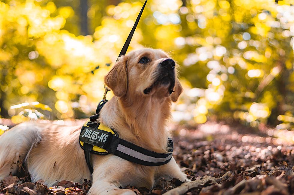 Is It Illegal to Pass a Normal Dog Off as a Service Dog in Iowa?